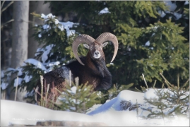 <p>MUFLON (Ovis musimon) Šluknovsko - Harta /Mouflon - Mufflon/</p>